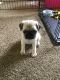 Pug Puppies for sale in Big Sandy, TX 75755, USA. price: NA