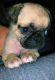 Pug Puppies for sale in Bessemer City, NC 28016, USA. price: NA