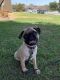 Pug Puppies for sale in Madera, CA, USA. price: NA