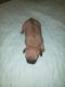 Pug Puppies for sale in Vermilion, OH, USA. price: NA