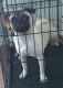 Pug Puppies for sale in Bay City, TX 77414, USA. price: $600