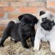 Pug Puppies for sale in Salt Lake City, UT, USA. price: $400