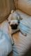Pug Puppies for sale in Antioch, CA 94509, USA. price: $550