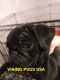 Pug Puppies for sale in Cheyenne, WY, USA. price: $2,500