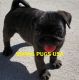 Pug Puppies for sale in Cheyenne, WY, USA. price: $1,599