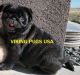 Pug Puppies for sale in Cheyenne, WY, USA. price: $1,650