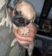 Pug Puppies for sale in 128 Louis St, New Brunswick, NJ 08901, USA. price: NA