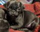 Pug Puppies for sale in Cherokee, NC 28719, USA. price: NA