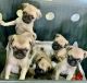 Pug Puppies for sale in Albuquerque, NM 87110, USA. price: $600