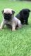 Pug Puppies for sale in Helena, MT, USA. price: $600