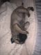 Pug Puppies for sale in Fremont, CA 94538, USA. price: $750