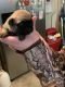 Pug Puppies for sale in Martinsburg, WV, USA. price: NA