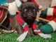 Pug Puppies for sale in Madisonville, TN 37354, USA. price: NA