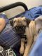 Pug Puppies for sale in 3504 W Toledo St, Chandler, AZ 85226, USA. price: NA