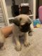 Pug Puppies for sale in Commerce City, CO, USA. price: NA