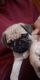 Pug Puppies for sale in South Fork, PA, USA. price: NA