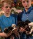 Pug Puppies for sale in Viroqua, WI 54665, USA. price: $800