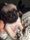Pug Puppies for sale in 3701 Covewick Dr, North Las Vegas, NV 89032, USA. price: NA