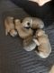 Pug Puppies for sale in 325 Pico Way, Escondido, CA 92026, USA. price: NA