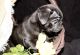 Pug Puppies for sale in Pikeville, KY 41501, USA. price: NA