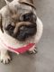Pug Puppies for sale in Cheyenne, WY, USA. price: $1,150