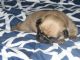 Pug Puppies for sale in Milton, LA 70508, USA. price: $500