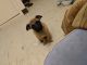 Pug Puppies for sale in Stockton, CA 95206, USA. price: NA
