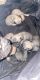 Pug Puppies for sale in Memphis, TN 38141, USA. price: NA