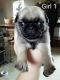 Pug Puppies for sale in Scottsville, KY 42164, USA. price: NA