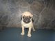 Pug Puppies for sale in Kalamazoo, MI, USA. price: NA