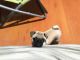 Pug Puppies for sale in Flushing, Queens, NY, USA. price: NA