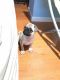 Pug Puppies for sale in Flushing, Queens, NY, USA. price: NA