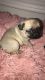 Pug Puppies for sale in 537 Sanders Ave, San Jose, CA 95116, USA. price: $800
