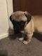 Pug Puppies for sale in Grand Prairie, TX, USA. price: NA