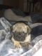 Pug Puppies for sale in Wonder Lake, IL 60097, USA. price: NA