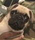 Pug Puppies for sale in Hawthorne, NJ, USA. price: $800
