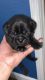 Pug Puppies for sale in 2269 Bogue Rd, Yuba City, CA 95993, USA. price: NA