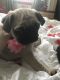 Pug Puppies for sale in Rochester, NY 14617, USA. price: $1,100