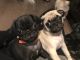 Pug Puppies for sale in Rochester, NY 14617, USA. price: $1,000