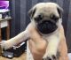 Pug Puppies for sale in Dayton, OH, USA. price: $400