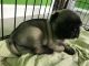 Pug Puppies for sale in Middleburg, PA 17842, USA. price: $750