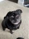 Pug Puppies for sale in Webster, MA 01570, USA. price: NA