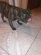 Pug Puppies for sale in Pharr, TX 78577, USA. price: NA