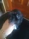 Pug Puppies for sale in Swanton, OH 43558, USA. price: NA