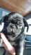 Pug Puppies for sale in Fond du Lac, WI, USA. price: $700