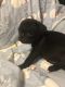 Pug Puppies for sale in Akron, OH, USA. price: NA