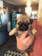 Pug Puppies for sale in Oaklandon, IN 46236, USA. price: $900