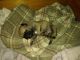 Pug Puppies for sale in Akron, OH, USA. price: NA