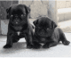Pug Puppies for sale in Ejipura, Bengaluru, Karnataka, India. price: 15000 INR