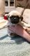 Pug Puppies for sale in Rockford, IL, USA. price: NA